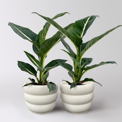 Dieffenbachie 'Green Magic', Topf-Ø 12 cm, 2 Pflanzen, inkl. Übertopf Byron