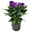 Lisianthus blau, Topf-Ø 10,5 cm, 8 Pflanzen
