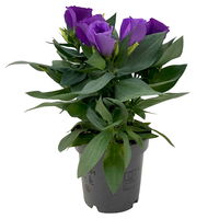 Lisianthus blau, Topf-Ø 10,5 cm, 8 Pflanzen