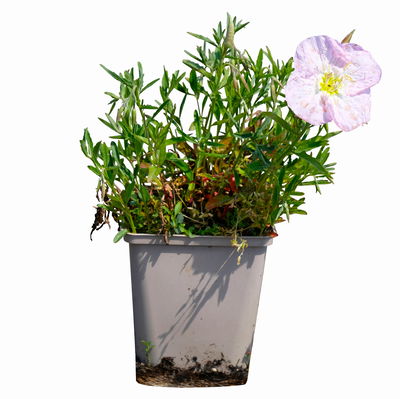 Bio Nachtkerze 'Siskiyou Pink' rosa, Topf 11x11 cm, 3 Pflanzen Bio Nachtkerze 'Siskiyou Pink' rosa, Topf 11x11 cm, 3 Pflanzen