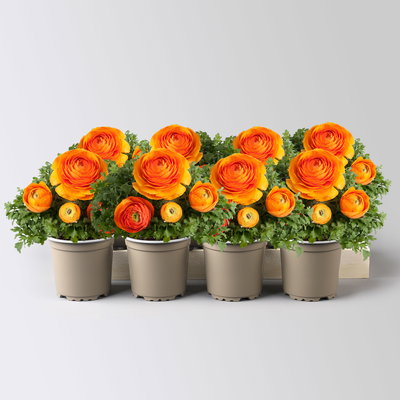 Ranunkel, orange, Topf-Ø 10,5 cm, 8 Pflanzen Ranunkel, orange, Topf-Ø 10,5 cm, 8 Pflanzen