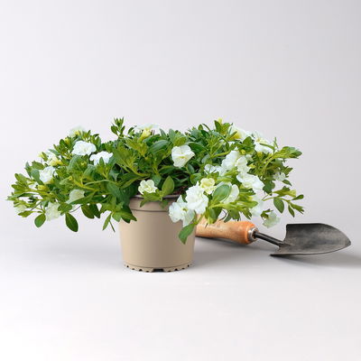 Pflanzenkreation Blütenmärchen, 6 Pflanzen inkl. Erde und Dünger Pflanzenkreation Blütenmärchen, 6 Pflanzen inkl. Erde und Dünger