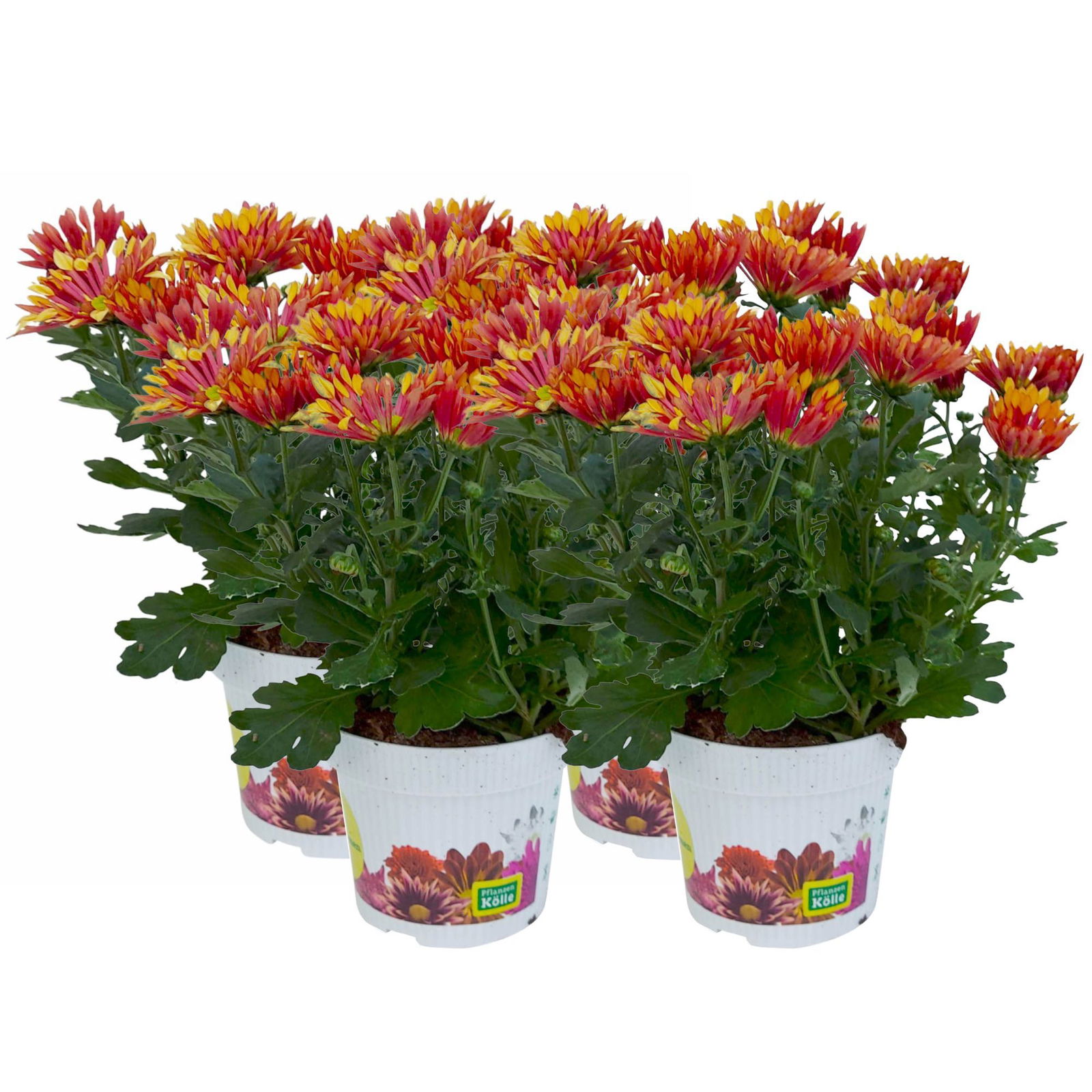 Chrysanthemen 'Splash Energy', rot-gelb, Topf-Ø 14 cm, 4er-Set