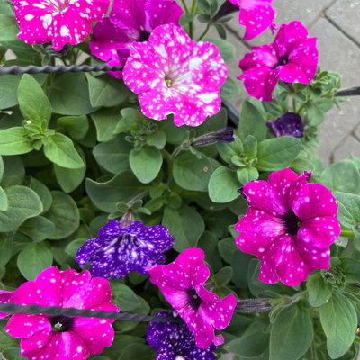 Hänge-Petunien 'Trio', gesprenkelt,  Ampeltopf-Ø 27 cm