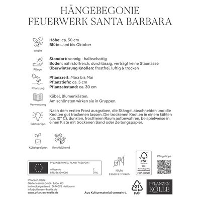 Kölles Beste Begonie 'Santa Barbara', orange-rot, 1 Blumenknolle