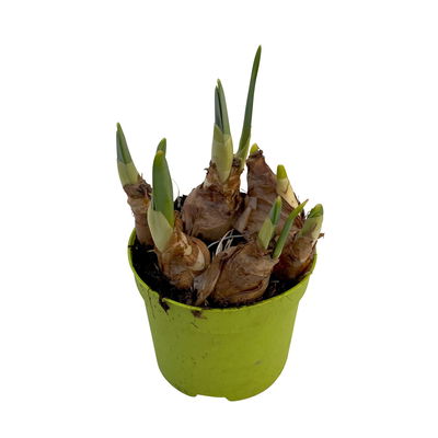 Narzisse 'Double Beauty' apricot-weiß, vorgetrieben, Topf-Ø 12 cm, 6 Pflanzen