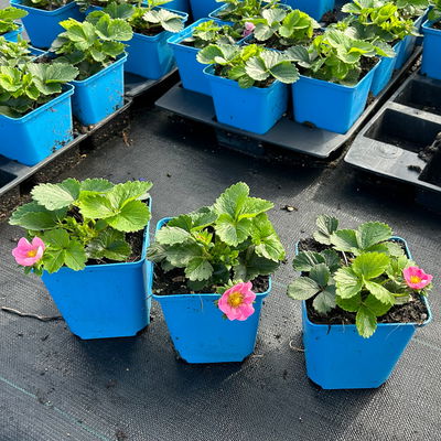 Bio Erdbeere Hummi® 'Merosa', öftertragend, Topf 11x11 cm, 3 Pflanzen