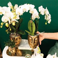 Geschenkset Orchidee & Sukkulente, gold, inkl. Übertöpfen und Dekotablett