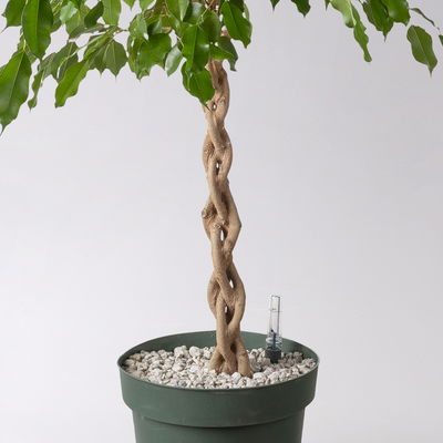 Birkenfeige, Topf-Ø 27 cm, Höhe ca. 100 cm, inkl. Bewässerungssystem mit Anzeige Birkenfeige, Topf-Ø 27 cm, Höhe ca. 100 cm, inkl. Bewässerungssystem mit Anzeige