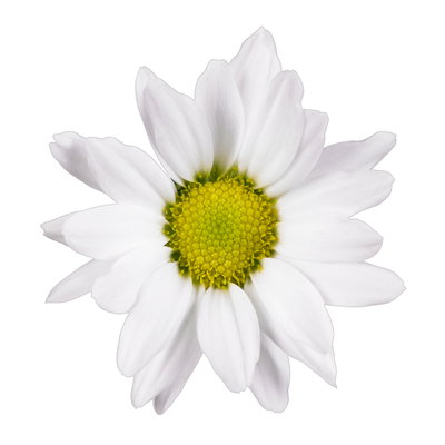 Chrysanthemen 'Swifty', weiß, Topf-Ø 10,5 cm, 6 Pflanzen