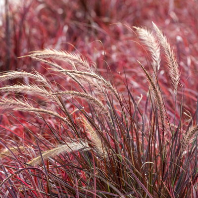 Lampenputzergras 'Fireworks', bunt, Topf-Ø 12 cm, 3 Pflanzen