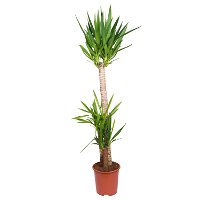 Palmlilie, Topf-Ø 27 cm, Höhe ca. 160 cm
