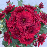 Chrysanthemen, rot, Topf-Ø 14 cm, 4 Pflanzen Chrysanthemen, rot, Topf-Ø 14 cm, 4 Pflanzen