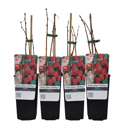 Herbsthimbeeren 'Heritage', 4er-Set, Topf je 2 Liter