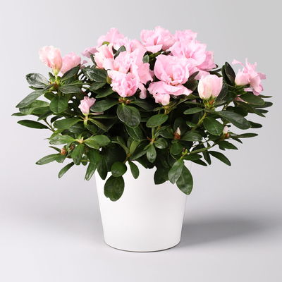 Azalee rosa gefüllt in Keramiktopf Dallas weiß, Topf-Ø 12 cm, 3er-Set Azalee rosa gefüllt in Keramiktopf Dallas weiß, Topf-Ø 12 cm, 3er-Set