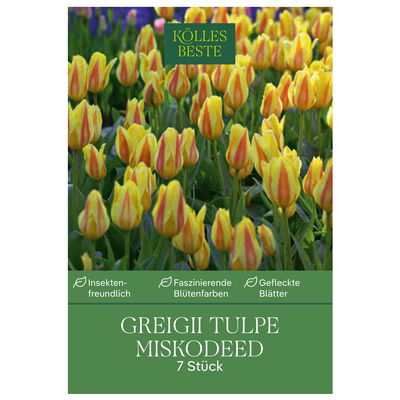 Kölles Beste Greig-Tulpe 'Muskodeed®', gelb/orange, 7 Blumenzwiebeln