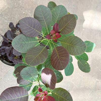 Dunkelroter Perückenstrauch 'Royal Purple', Höhe ca. 20-25 cm, Topf 3 Liter Dunkelroter Perückenstrauch 'Royal Purple', Höhe ca. 20-25 cm, Topf 3 Liter