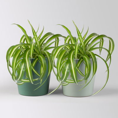 Grünlilie 'Bonnie' in Topf Dallas seegrün & gl.blau, Topf-Ø 12cm, 2 Pflanzen