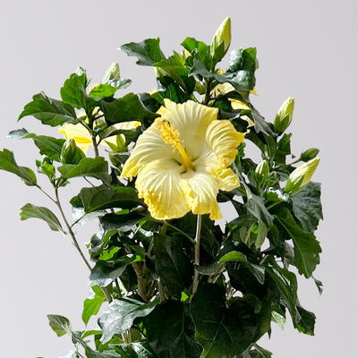 Hibiskus, hellgelb, Stamm, Topf-Ø 17 cm, Höhe ca. 70 cm