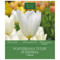 XXL Fosteriana Tulpen Purissima weiß, 7 Blumenzwiebeln