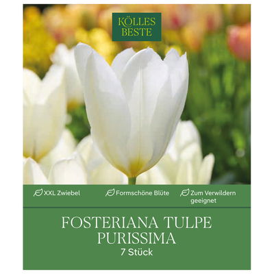 XXL Fosteriana Tulpen Purissima weiß, 7 Blumenzwiebeln