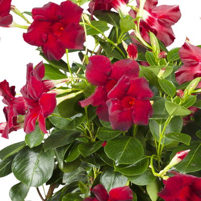 Dipladenie dunkelrot, Doppelbogen, Topf-Ø 17 cm,  Höhe ca. 60 cm