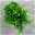 Immergrüner japanischer Spindelstrauch 'Green Spire', Topf mit 17cm Ø, 2er Set