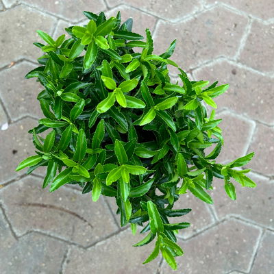 Immergrüner japanischer Spindelstrauch 'Green Spire', Topf mit 17cm Ø, 2er Set