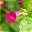 Lophospermum Lofos® rosa, Pyramide, Topf-Ø 17 cm