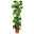 Philodendron scandens mit Moosstab, Topf-Ø 24 cm, Höhe ca. 120 cm