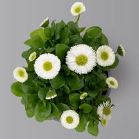 Bellis perennis weiß, Sorte nach Verfügbarkeit, Topf-Ø 14 cm, 4er-Set