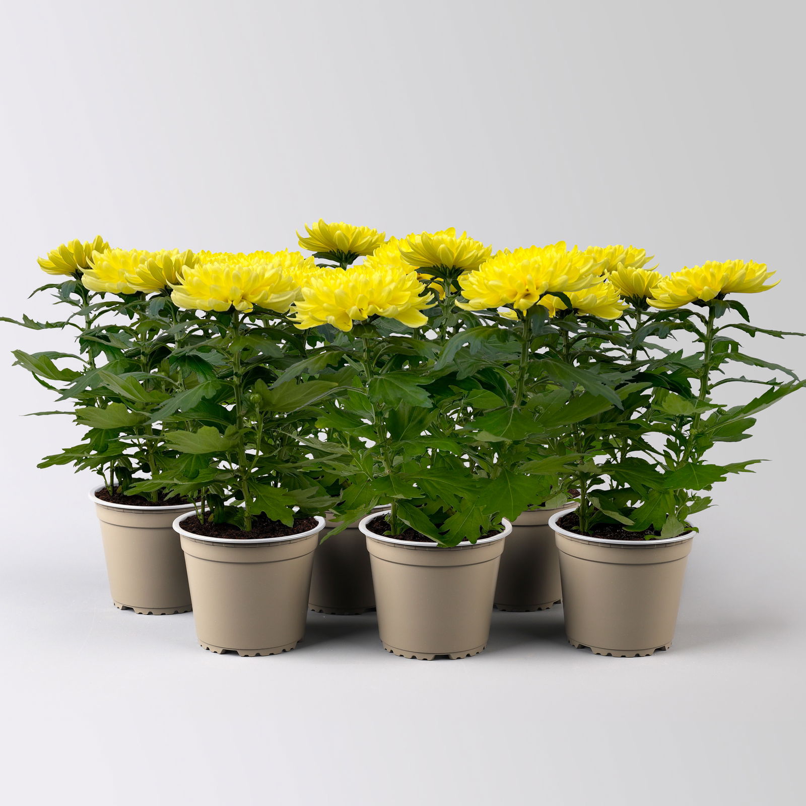 Chrysantheme 'Chrysanne® Zembla Next Yellow' gelb, großbl., Topf-Ø 13cm, 6er-Set