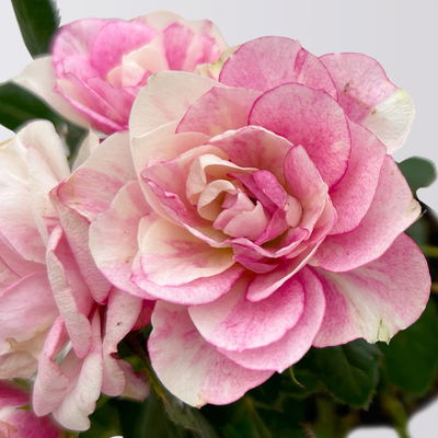 Rose 'Pia', rosa-weiß, Mini, Topf-Ø 7 cm, 8 Pflanzen Rose 'Pia', rosa-weiß, Mini, Topf-Ø 7 cm, 8 Pflanzen