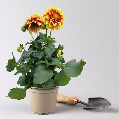 Dahlie, Farbe zufällig, Topf-Ø 14 cm, 4 Pflanzen