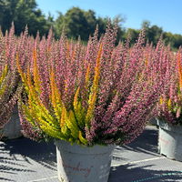 Calluna 'Beauty Ladies® Symphony', rot-orange, Topf-Ø 12 cm, 3 Pflanzen