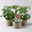 Bio Cocktailtomate 'Red Robin' Topf-Ø 12 cm, 3 Pflanzen