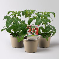 Bio Cocktailtomate 'Red Robin' Topf-Ø 12 cm, 3 Pflanzen Bio Cocktailtomate 'Red Robin' Topf-Ø 12 cm, 3 Pflanzen