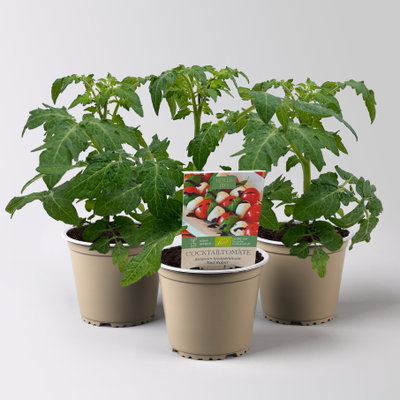 Bio Cocktailtomate 'Red Robin' Topf-Ø 12 cm, 3 Pflanzen Bio Cocktailtomate 'Red Robin' Topf-Ø 12 cm, 3 Pflanzen