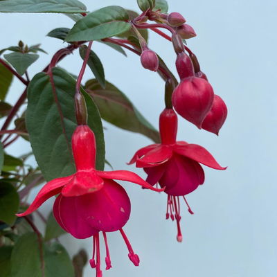 Fuchsien hängend, Farben zufällig, Topf-Ø 12 cm, 6er-Set Fuchsien hängend, Farben zufällig, Topf-Ø 12 cm, 6er-Set