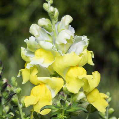 Löwenmäulchen, Farben zufällig, Topf-Ø 12 cm, 6 Stück