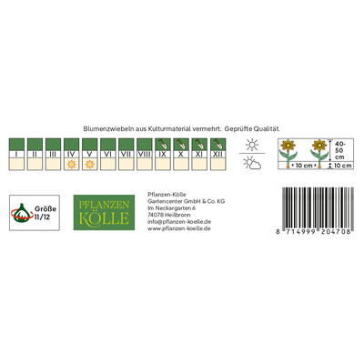 Kölles Beste Viridiflora-Tulpe 'Artist®', orange/grün, 7 Blumenzwiebeln Kölles Beste Viridiflora-Tulpe 'Artist®', orange/grün, 7 Blumenzwiebeln