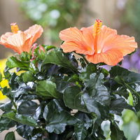 Hibiskus, orange, Topf-Ø 13 cm, Höhe ca. 35 cm, 2er-Set