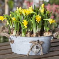 Narzisse 'Tête-à-Tête', gelb, vorgetrieben, Schalen-Ø 23 cm