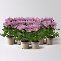 Chrysantheme Mini rosa, anemonenblütig, Topf-Ø 7cm, 12 Stück