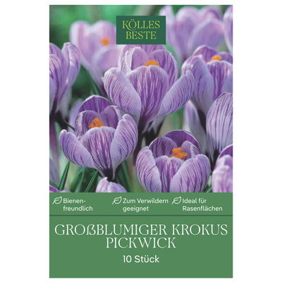 XXL Großblumige Krokusse Pickwick lila gestreift, 10 Blumenzwiebeln
