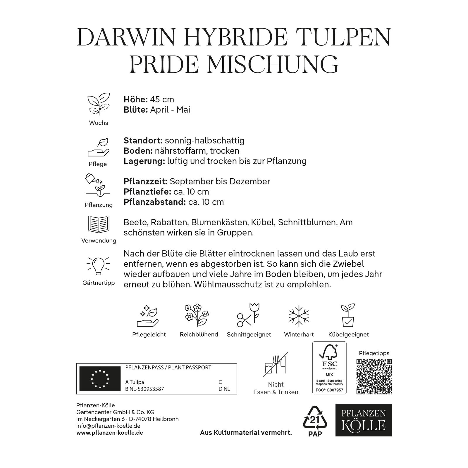 Darwin Hybride Tulpenmischung 'Pride', Größe 11/12, 20 Blumenzwiebeln