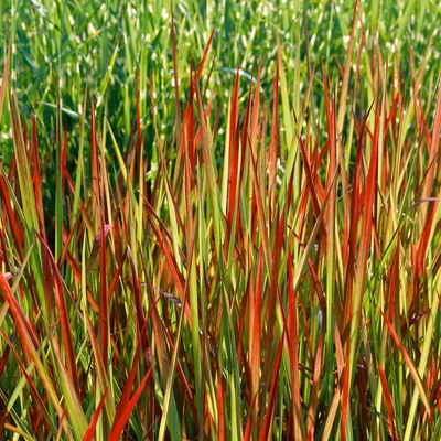 Bio Japanisches Blutgras 'Red Baron', Topf-Ø 12 cm, 3 Pflanzen Bio Japanisches Blutgras 'Red Baron', Topf-Ø 12 cm, 3 Pflanzen