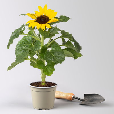 Sonnenblume 'Sunsation'® gelb, Topf-Ø 12/13 cm, 6 Pflanzen