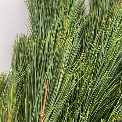 Seidenkiefer im Handbund, ca. 100-120 cm lang, 5 Bund Seidenkiefer im Handbund, ca. 100-120 cm lang, 5 Bund