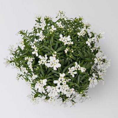 Schleifenblume weiß, Topf-Ø 13 cm, 6er-Set Schleifenblume weiß, Topf-Ø 13 cm, 6er-Set